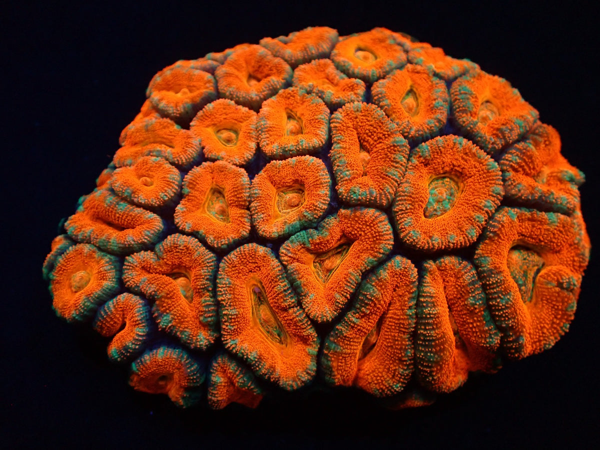 Acanthastrea lordhowensis (Premium)