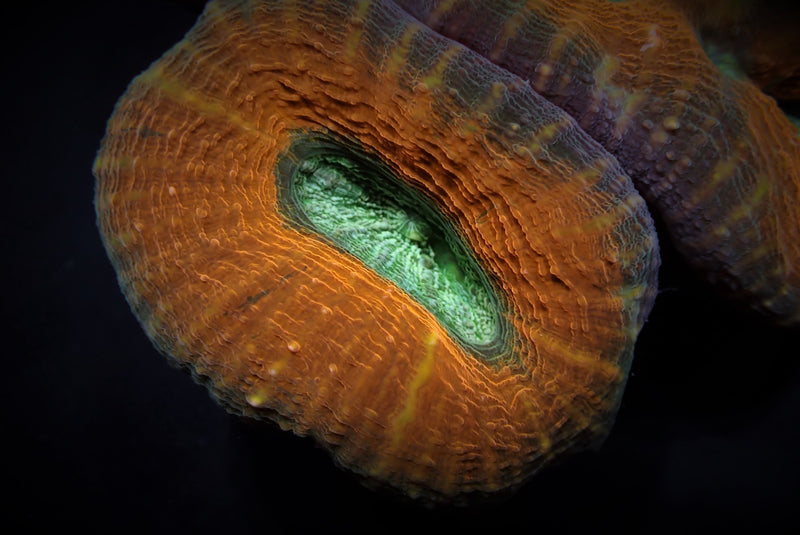 Acanthastrea pachysepta (Splitcolor)