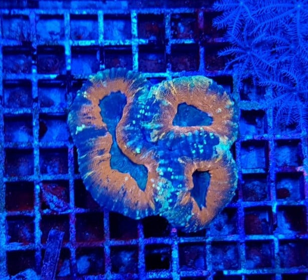 Acanthastrea pachysepta (Splitcolor)