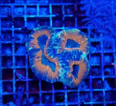 Acanthastrea pachysepta (Splitcolor)