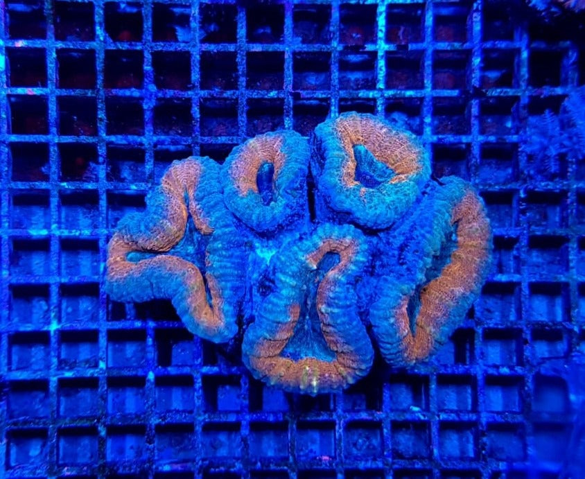 Acanthastrea pachysepta (Splitcolor)