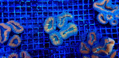 Acanthastrea pachysepta (Splitcolor) (Premium)