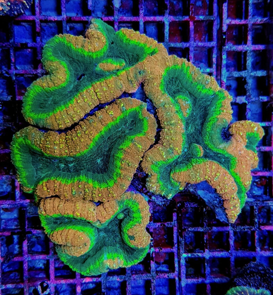 Acanthastrea pachysepta (Splitcolor) (Premium)
