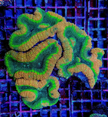 Acanthastrea pachysepta (Splitcolor) (Premium)