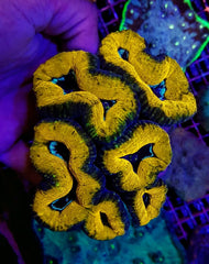 Acanthastrea pachysepta (Splitcolor) (Premium)