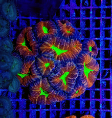 Acanthastrea pachysepta (Splitcolor) (Premium)