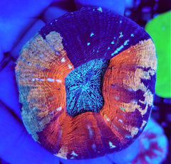 Acanthastrea pachysepta (Splitcolor) (Premium)