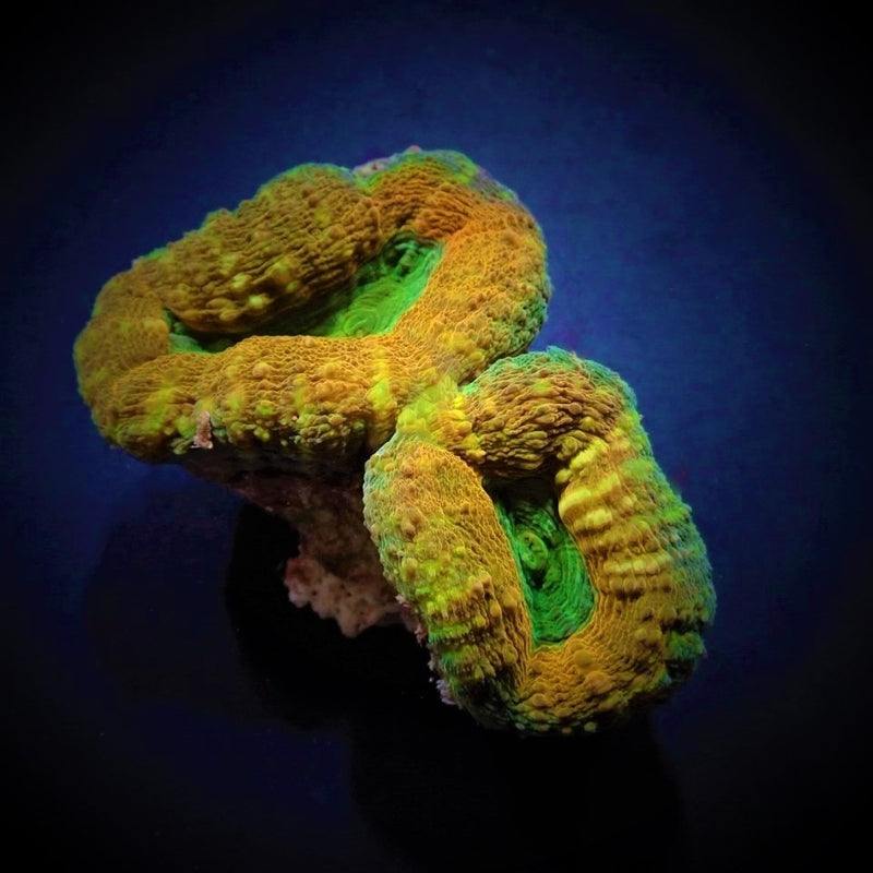Acanthastrea pachysepta (Splitcolor) (Premium)