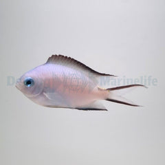 Acanthochromis polyacanthus - T.B.
