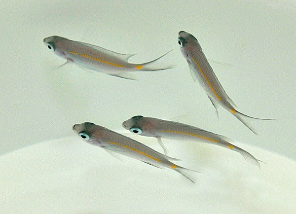 Acanthochromis polyacanthus