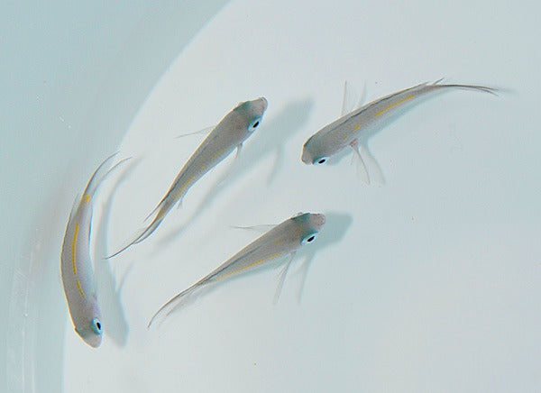 Acanthochromis polyacanthus