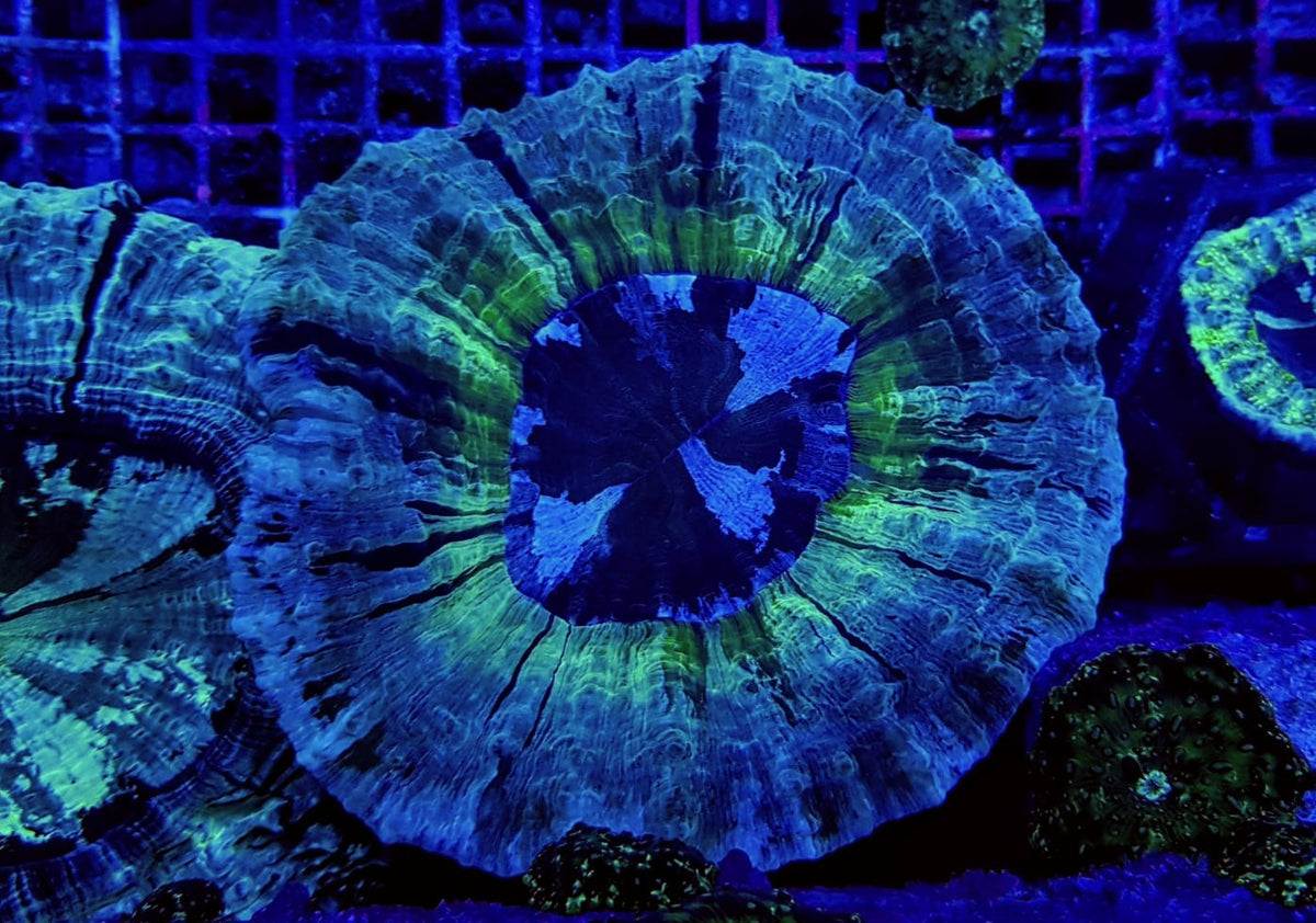 Acanthophyllia deshayesiana (Green)