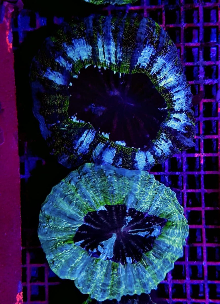 Acanthophyllia deshayesiana (Green)