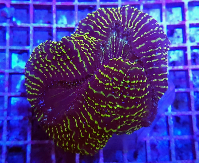 Acanthophyllia deshayesiana (Premium)