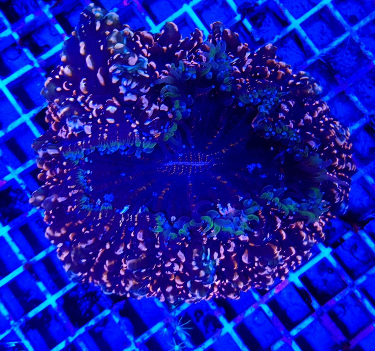 Acanthophyllia deshayesiana (Premium)