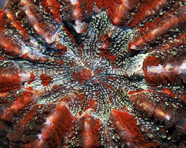 Acanthophyllia deshayesiana (Red)