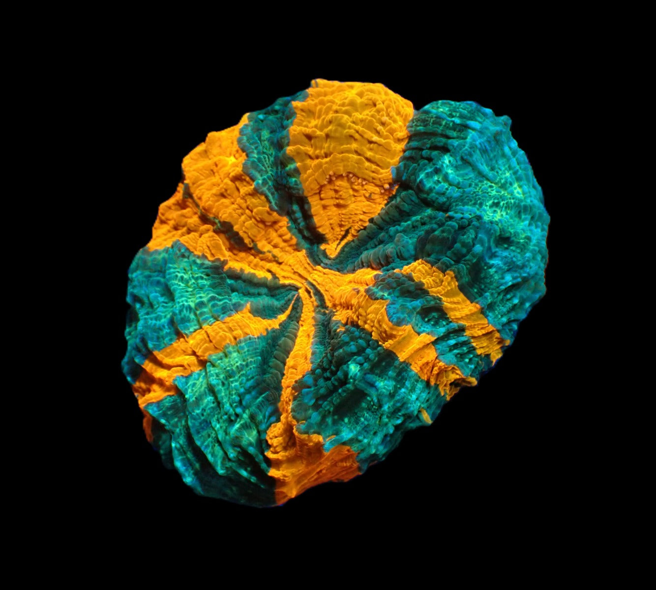 Acanthophyllia deshayesiana (Ultra)