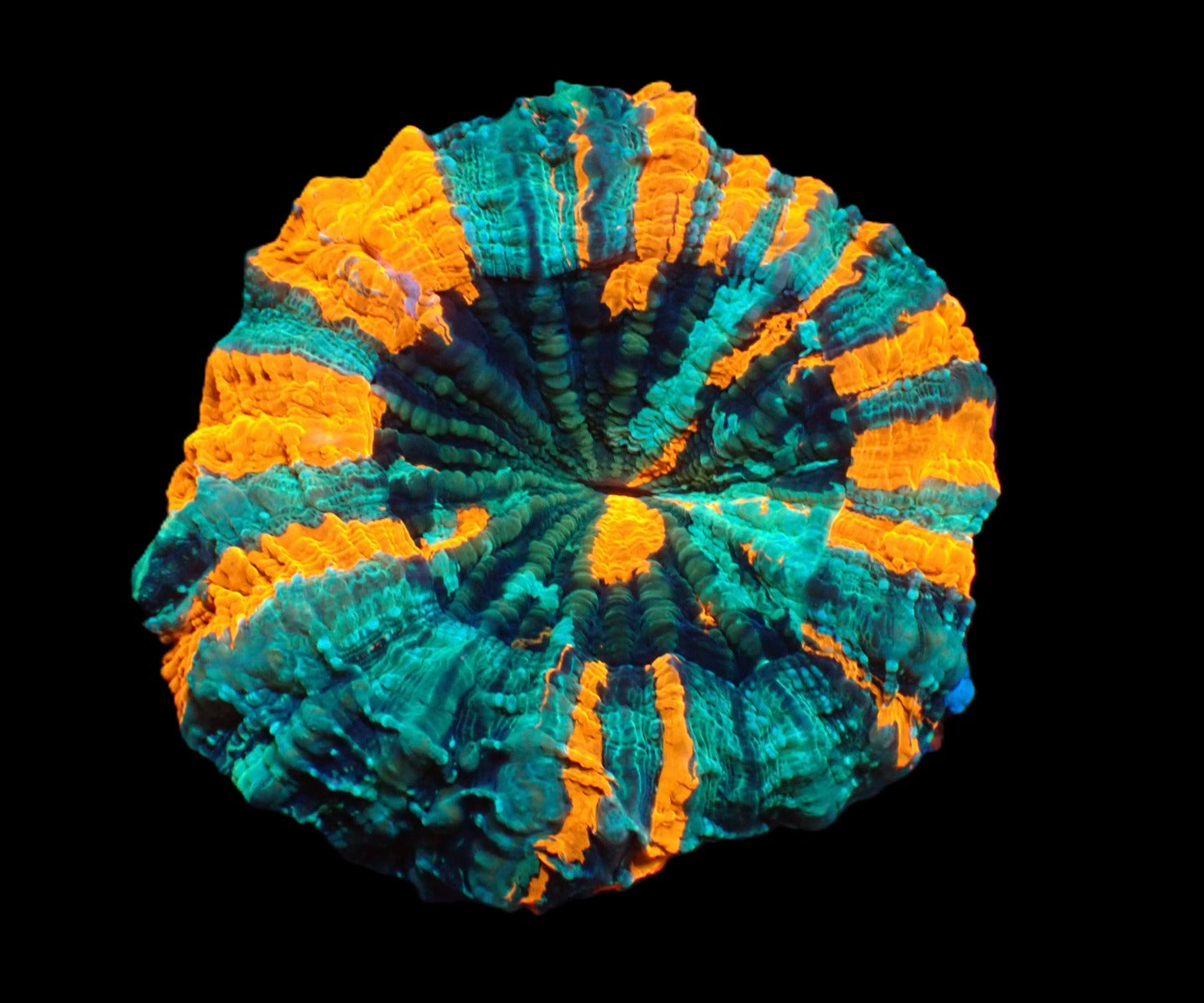 Acanthophyllia deshayesiana (Ultra)