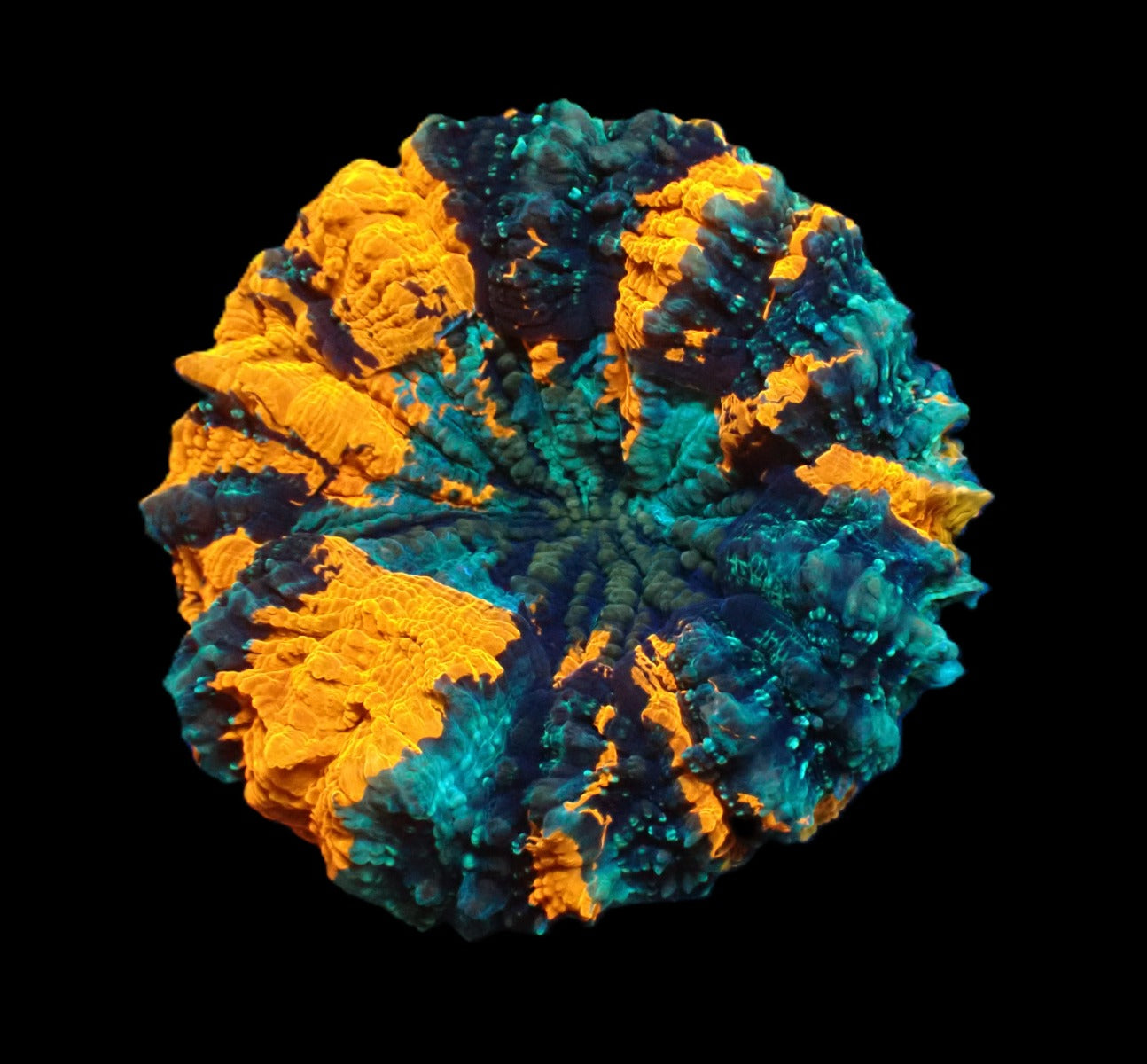 Acanthophyllia deshayesiana (Ultra)