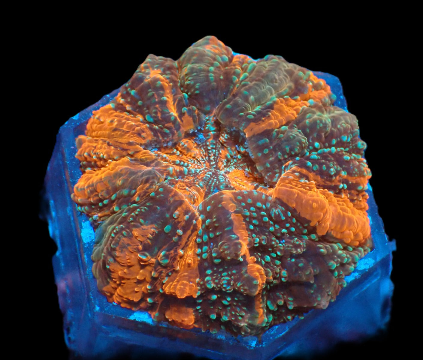 Acanthophyllia deshayesiana (Ultra)