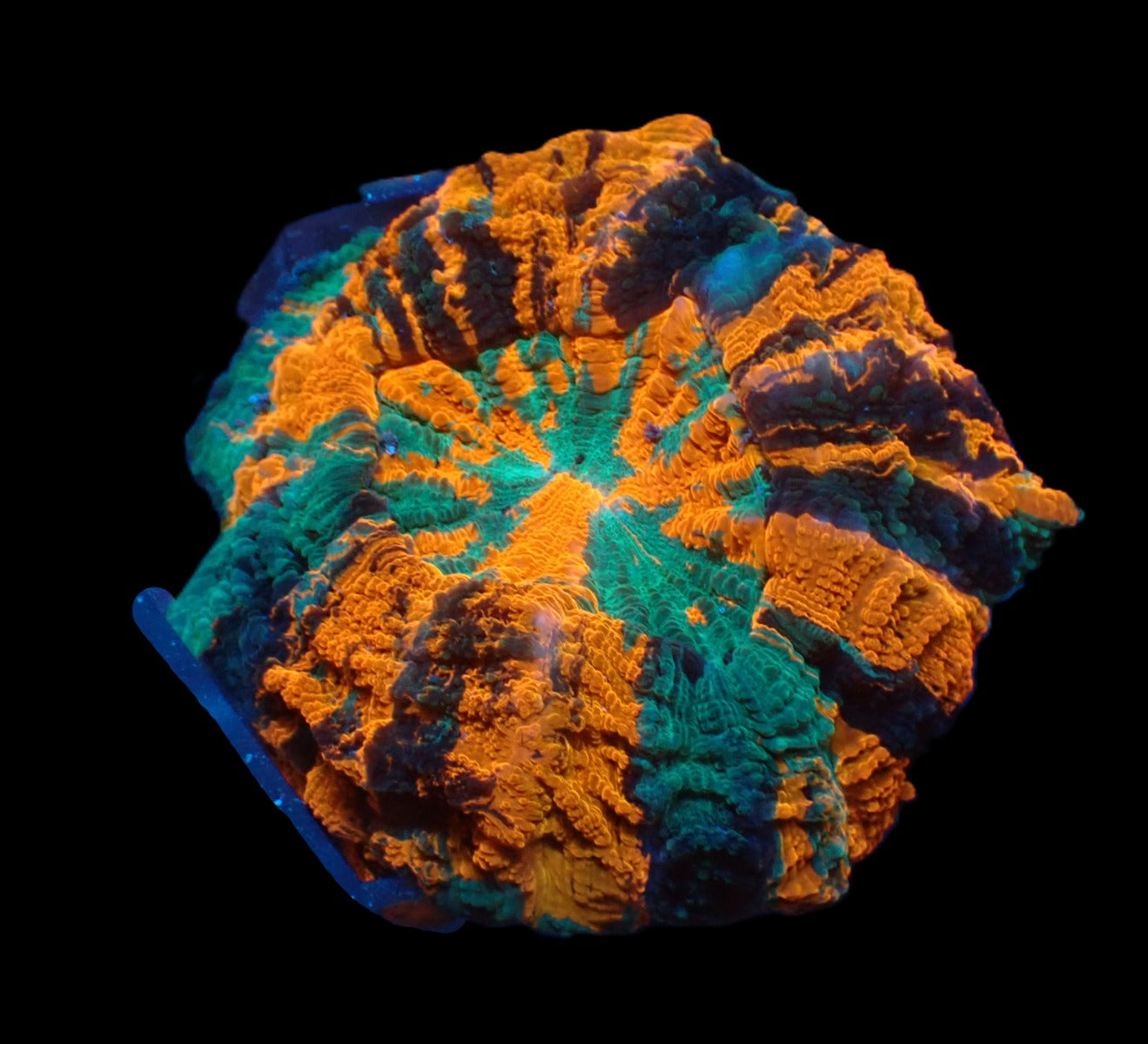 Acanthophyllia deshayesiana (Ultra)