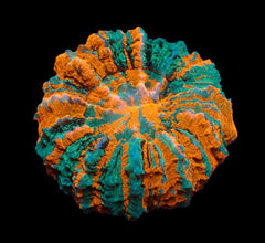 Acanthophyllia deshayesiana (Ultra)