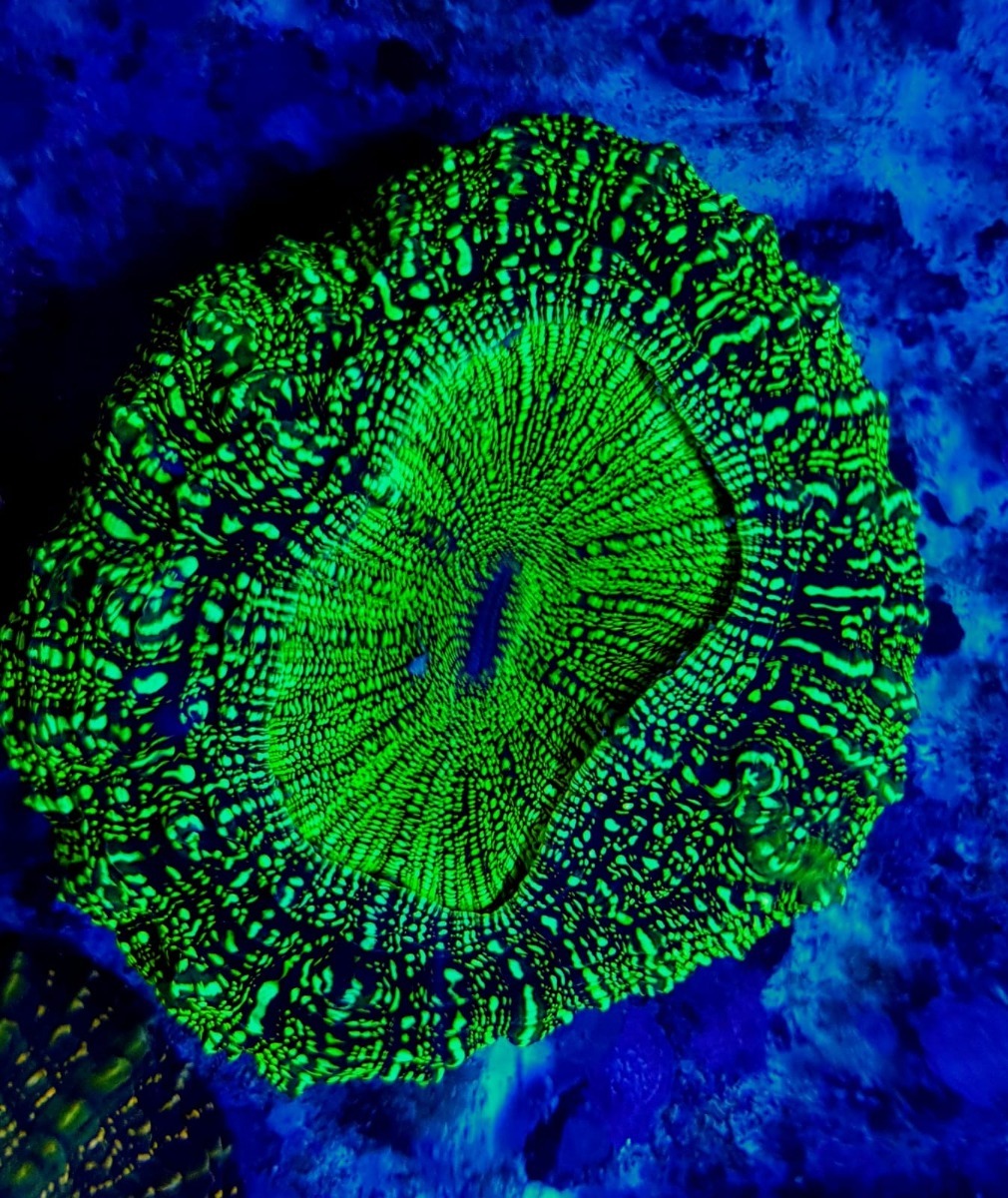 Acanthophyllia deshayesiana (Green) (Ultra)