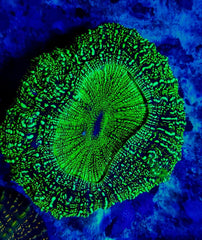 Acanthophyllia deshayesiana (Green) (Ultra)