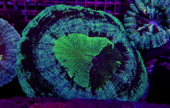 Acanthophyllia deshayesiana (Green) (Ultra)