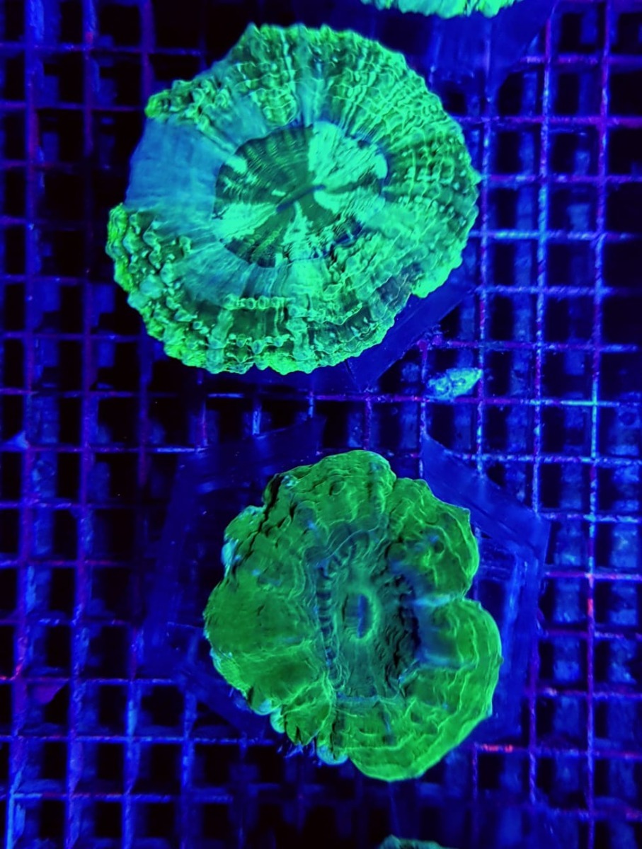 Acanthophyllia deshayesiana (Green) (Ultra)