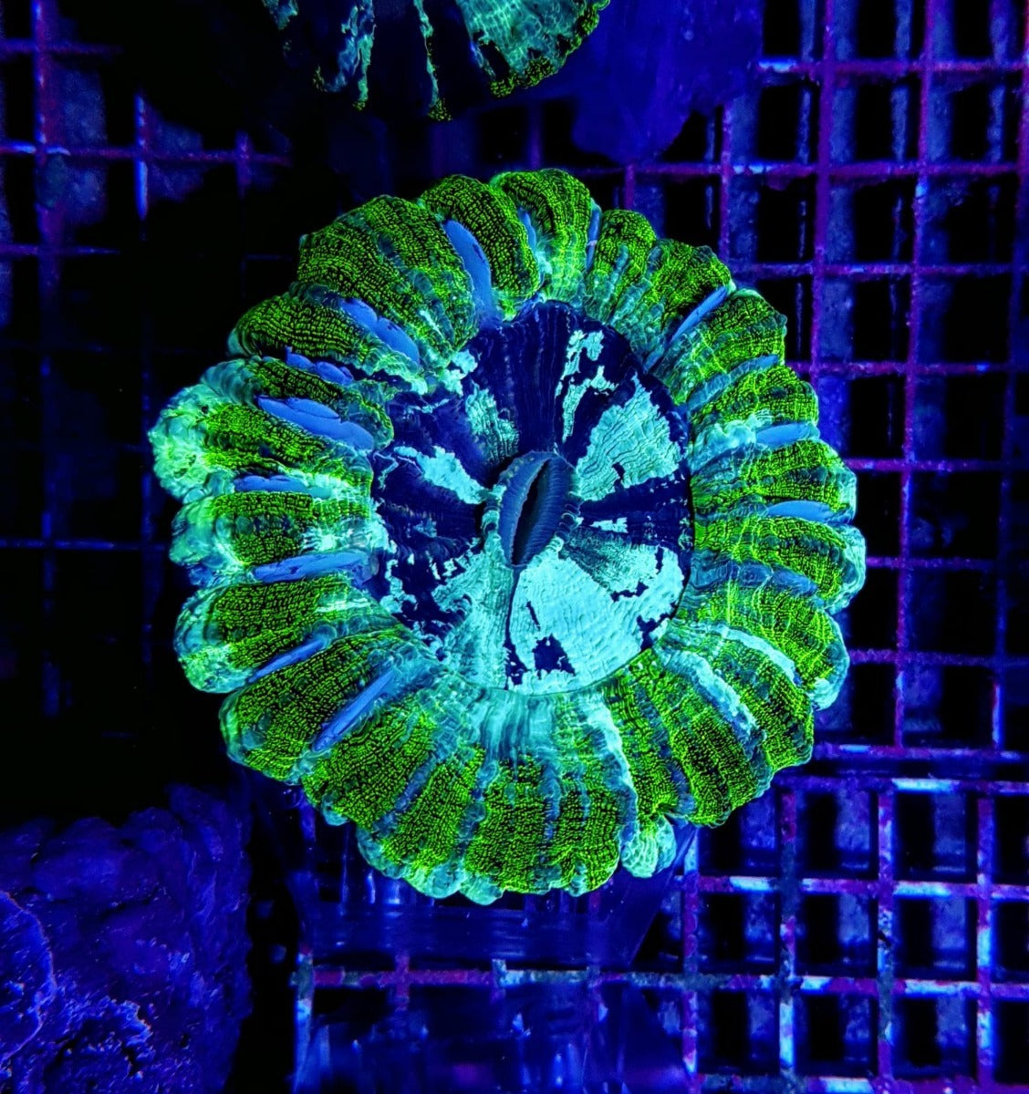 Acanthophyllia deshayesiana (Green) (Ultra)