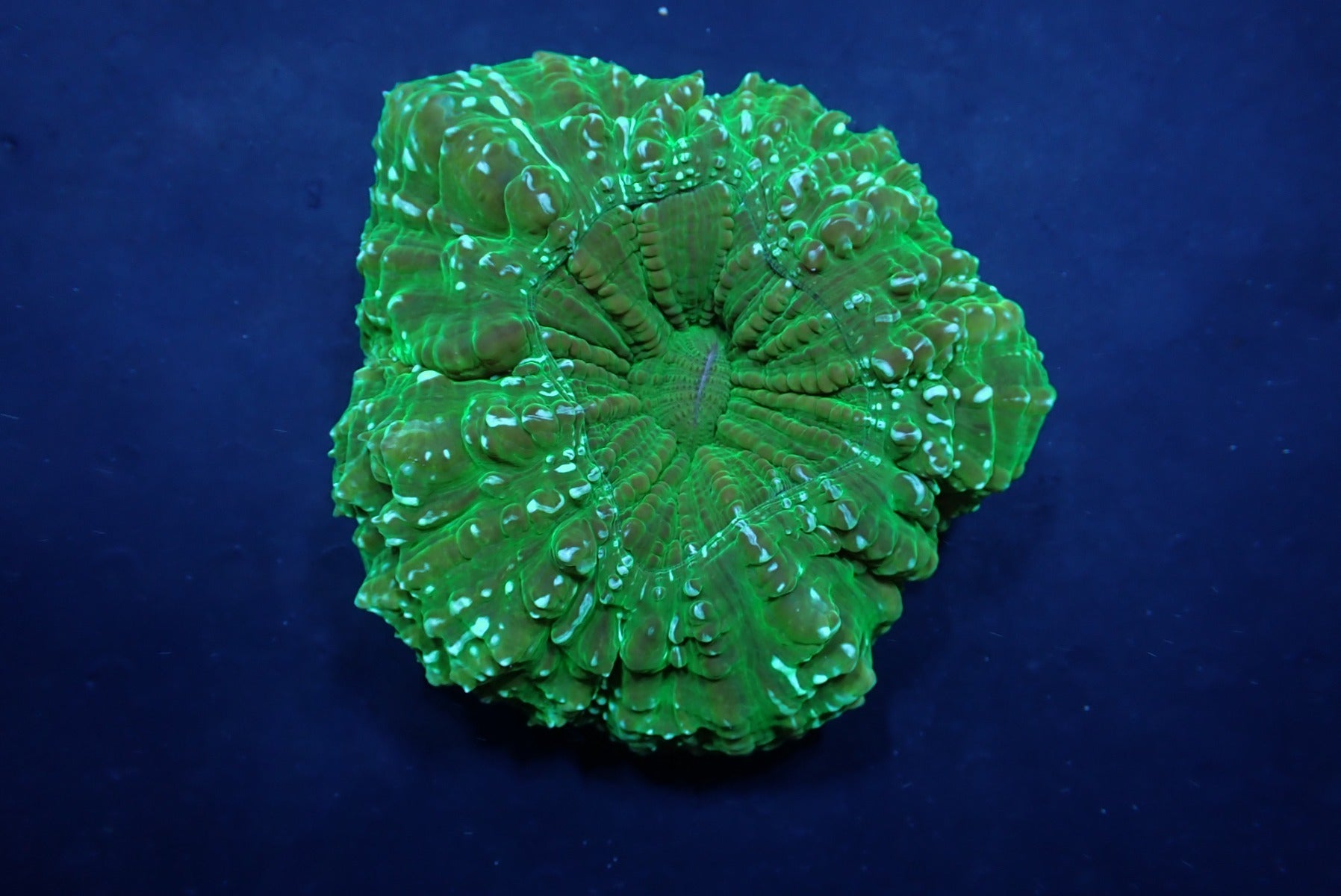 Acanthophyllia deshayesiana (Green) (Ultra)