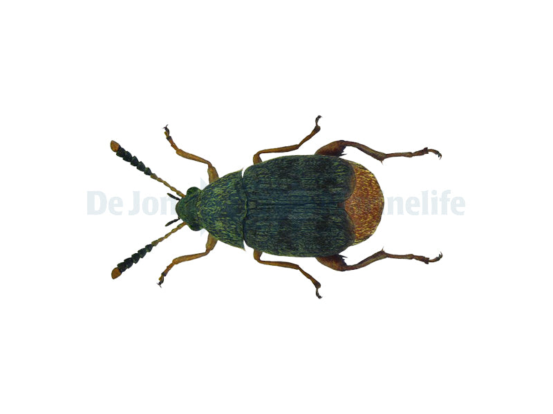 Acanthoscelides Obtectus (bonenkever) Tub