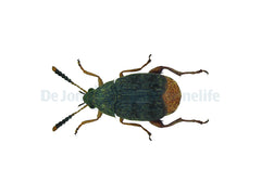 Acanthoscelides Obtectus (bonenkever) Tub