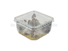 Acanthoscelides Obtectus (bonenkever) Tub