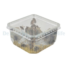 Acanthoscelides Obtectus (bonenkever) Tub