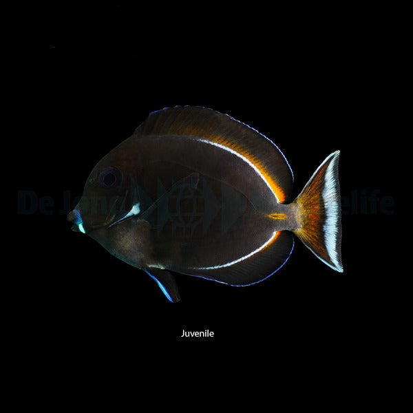 Acanthurus achilles
