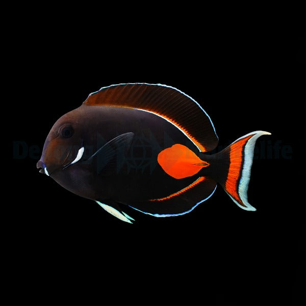 Acanthurus achilles