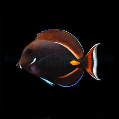 Acanthurus achilles