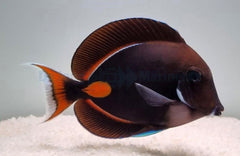 Acanthurus achilles