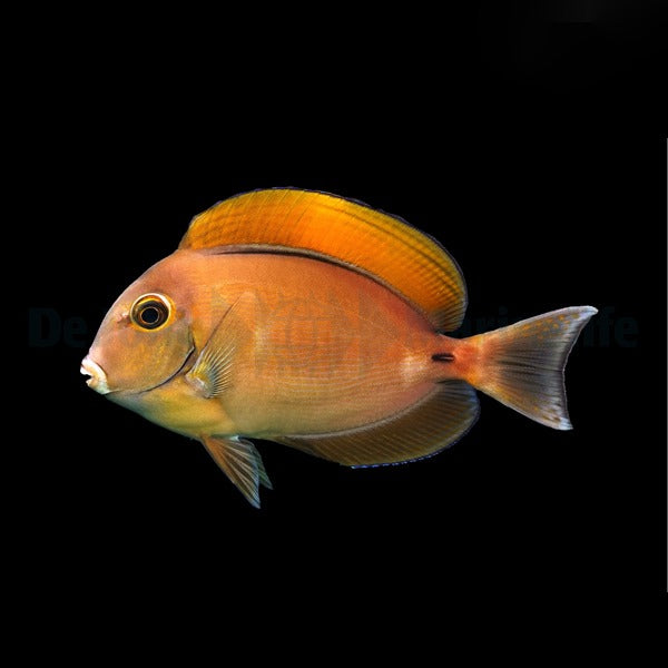 Acanthurus bariene