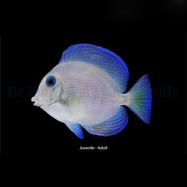 Acanthurus coeruleus