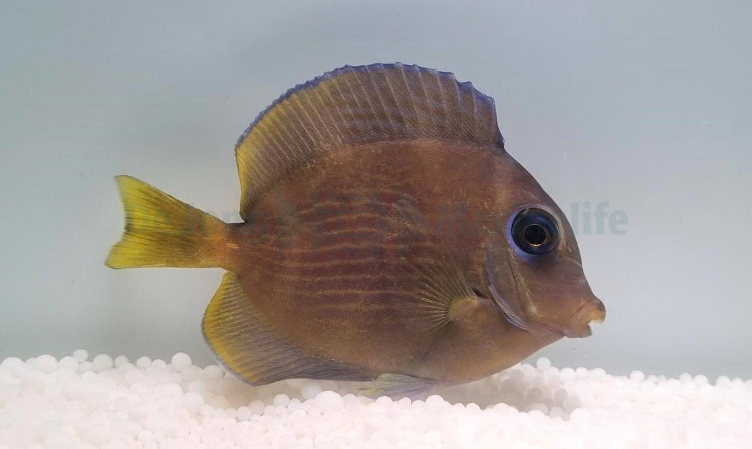 Acanthurus coeruleus