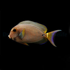 Acanthurus leucocheilus