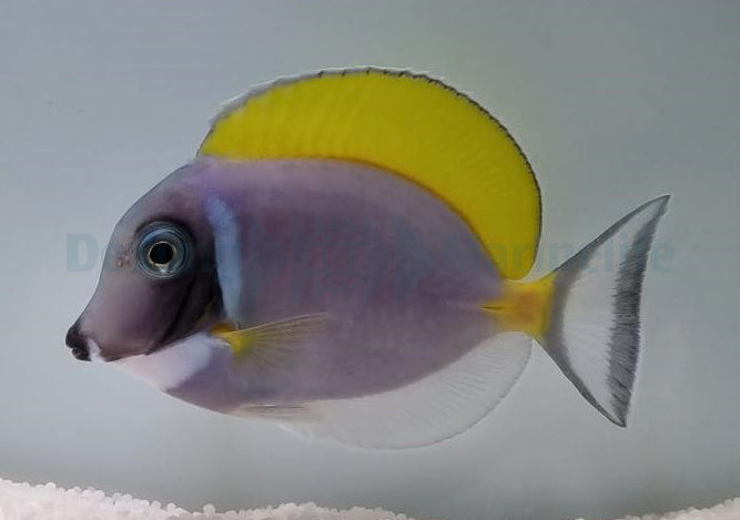 Acanthurus leucosternon