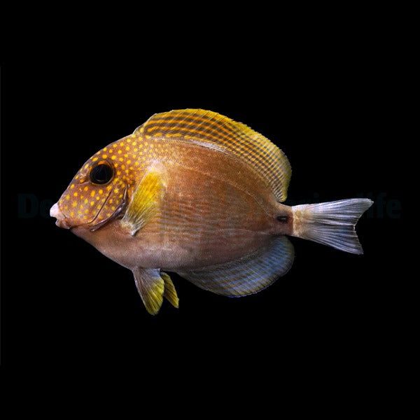 Acanthurus maculiceps