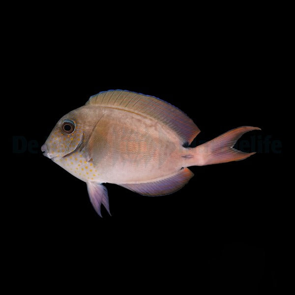 Acanthurus nigrofuscus