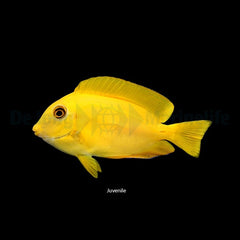 Acanthurus olivaceus