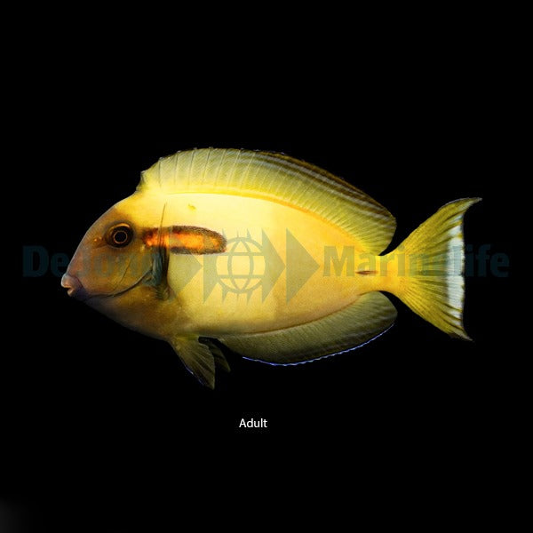 Acanthurus olivaceus