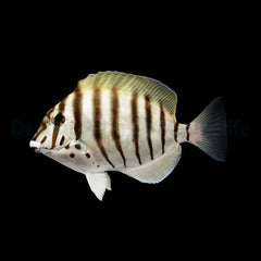 Acanthurus polyzona